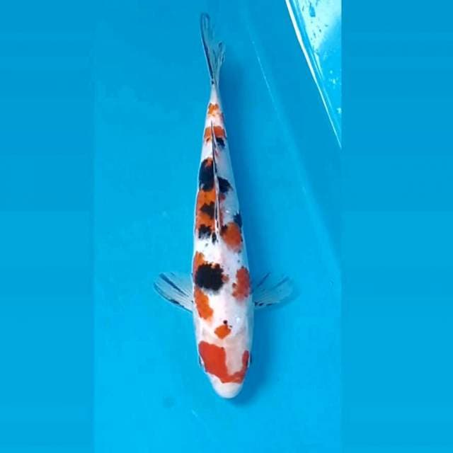 Sanke, 22 cm