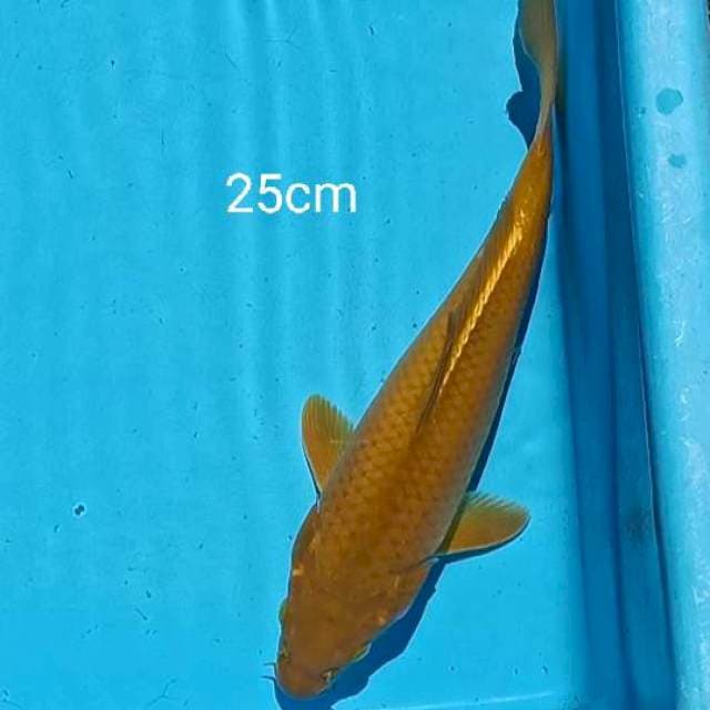 Tembaga 25cm