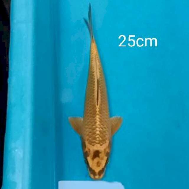 Tembaga 25cm