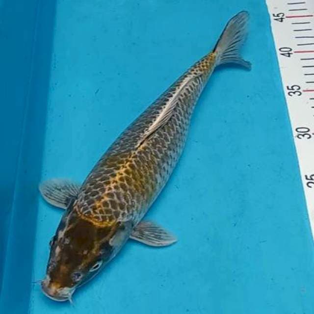 Kogane ochiba 31cm