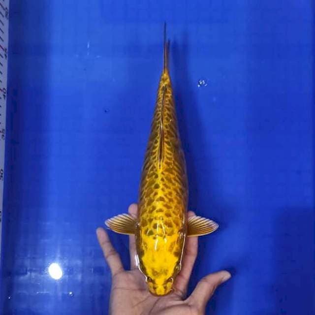 Aragoke 34 cm