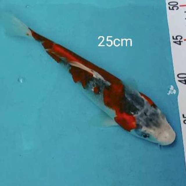 Goshiki 25cm