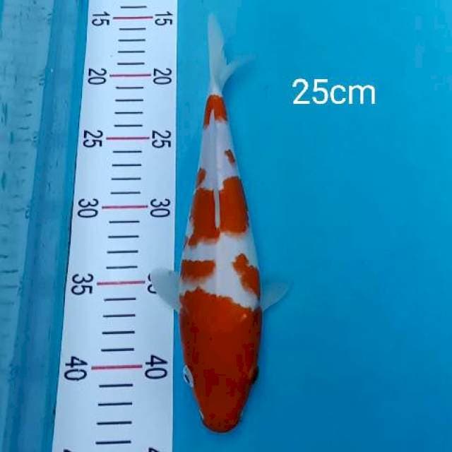 Kohaku 25cm