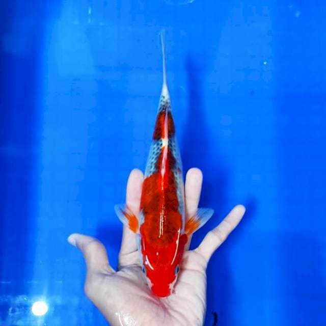 Goshiki 25 cm