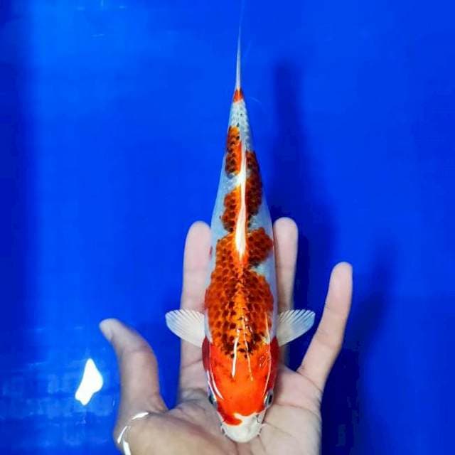 Goshiki 24 cm