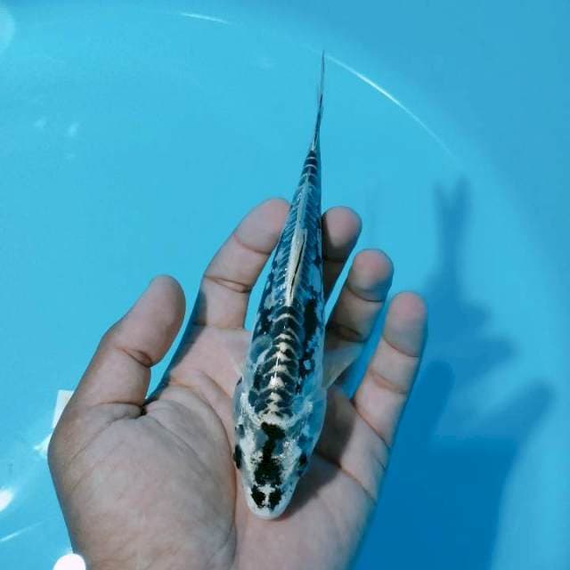 Kiko18cm