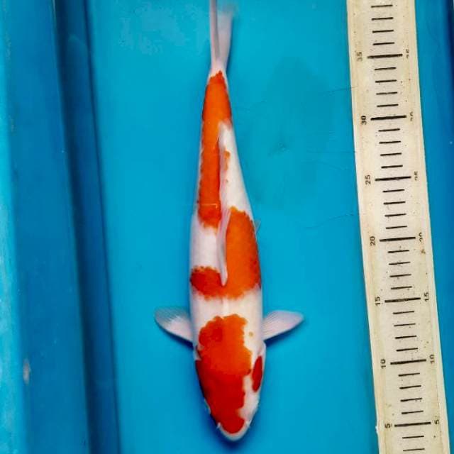 Kohaku female 33cm