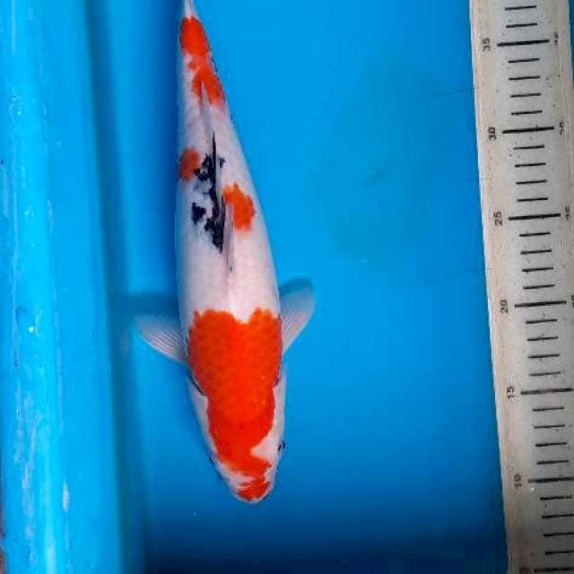Sanke 33cm