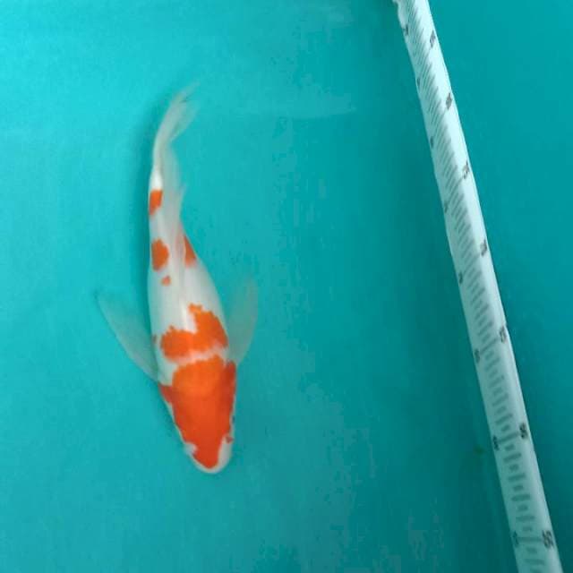 Kohaku kumpay 28cm