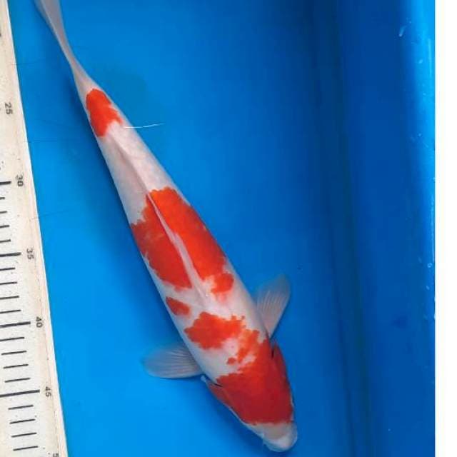 Kohaku 35cm