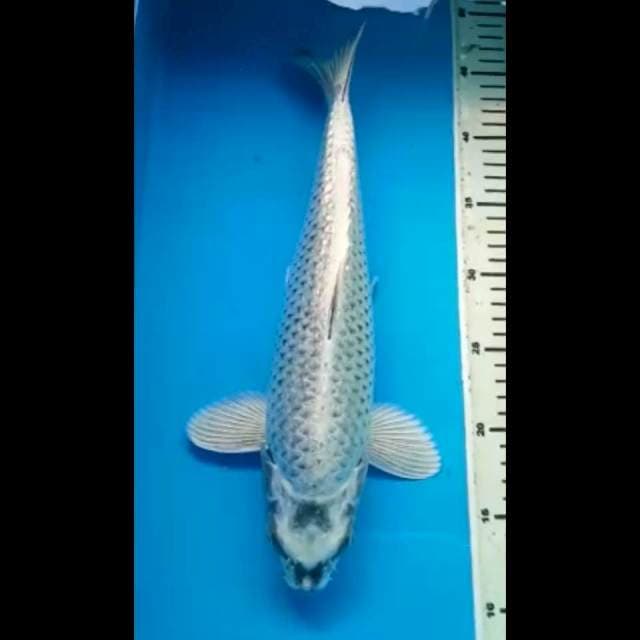 MUKASHI GINRIN PUNUK 36 Cm