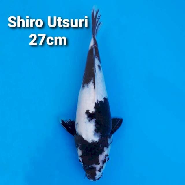 F1 Shiro Utsuri 27cm
