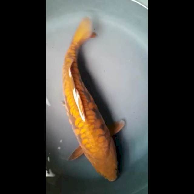 CHAGOI DOITSU ARAGOKE PUNUK 35 Cm