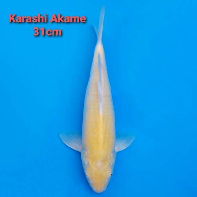 F1 Karashi Akame jumbo 31cm (mata merah)