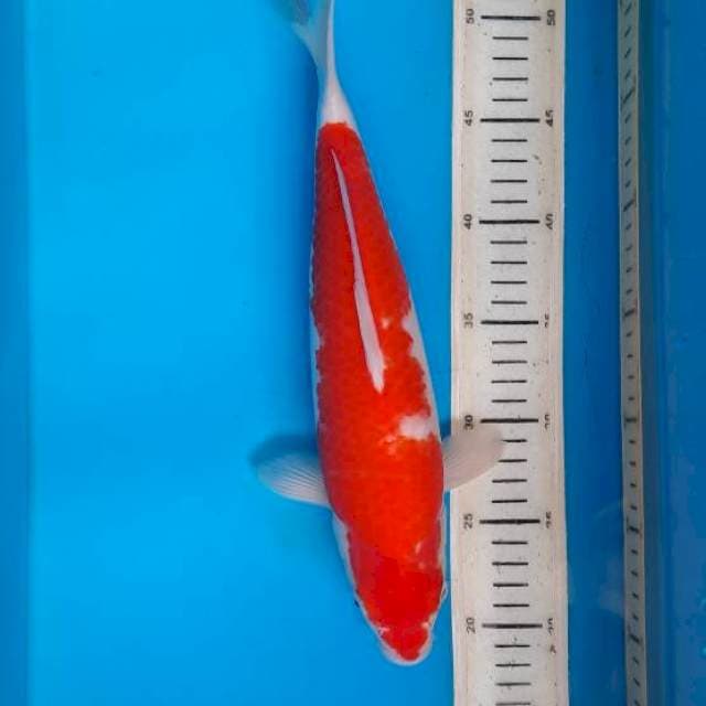 Kohaku 34cm