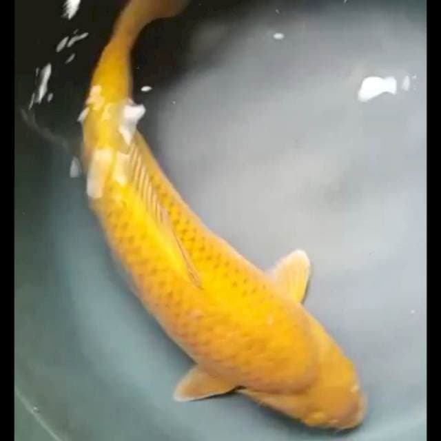 MIDORI PUNUK 35 Cm