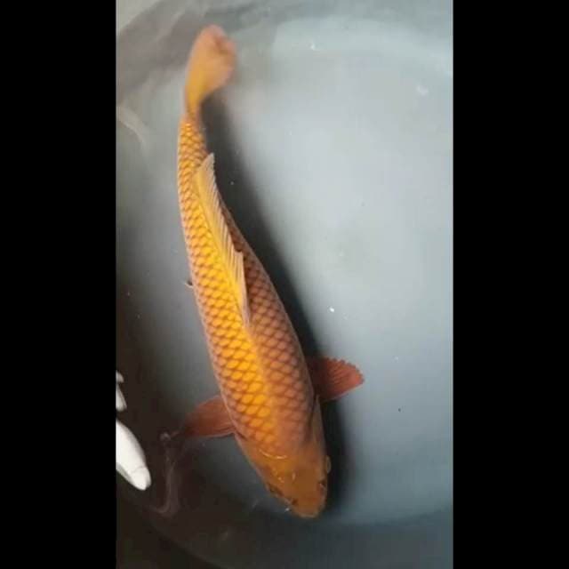 CHAGOI PUNUK 34 Cm, JANTAN