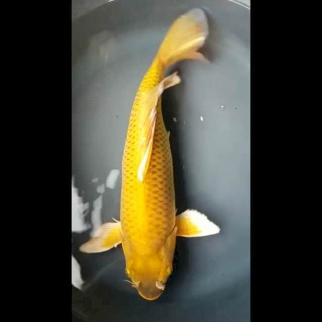 MIDORIGOI SUPER PUNUK 37 Cm