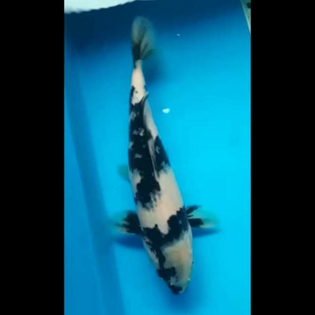 SHIRO JANTAN PUNUK 30 Cm