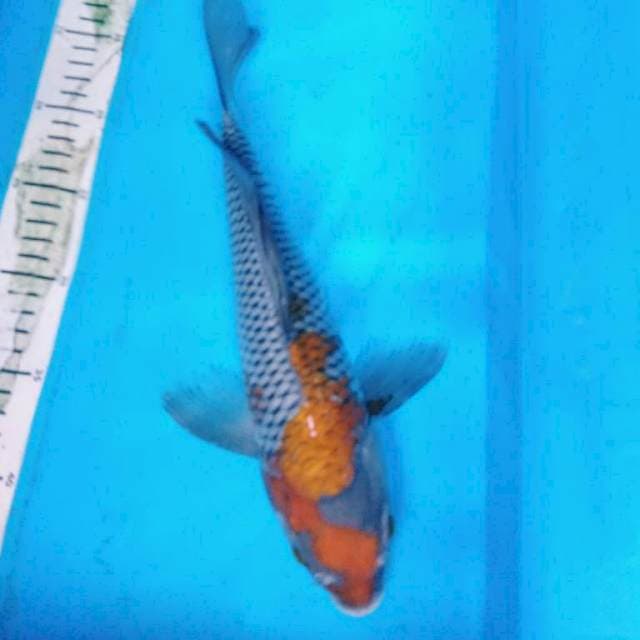 OCHIBA KUMPAY 34 cm