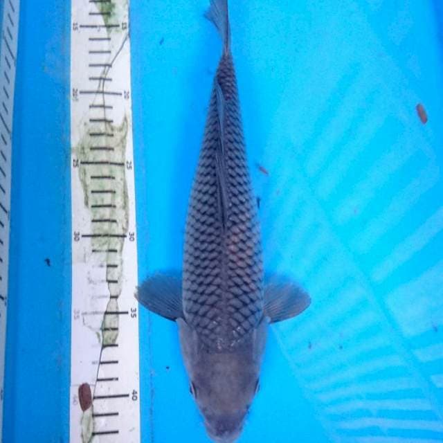 SORAGOI 30 cm