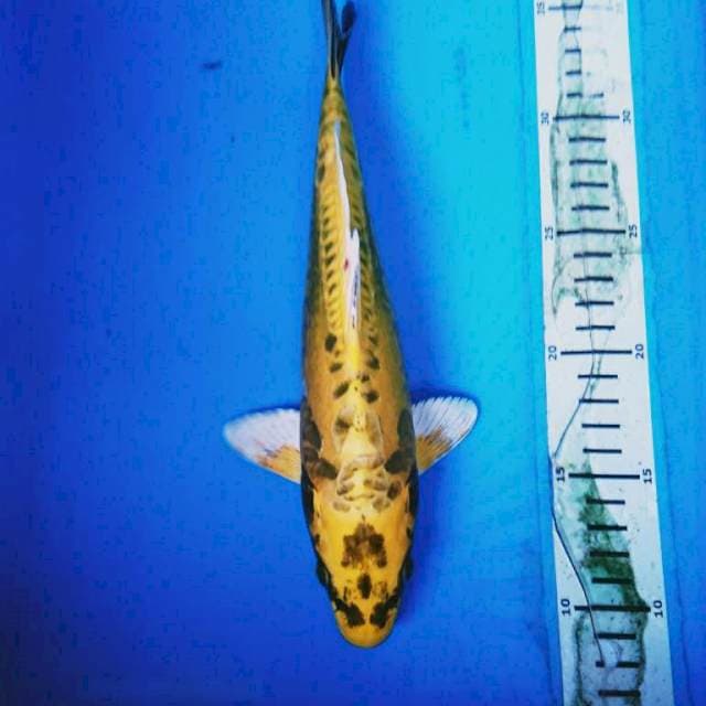 Kin kiko 27 cm