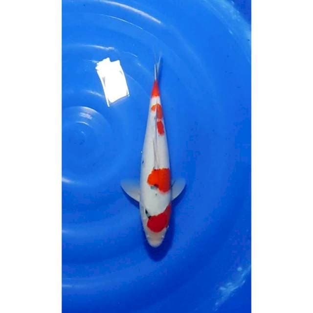 Taisho Sanshoku (Sanke) Strong Original 32cm (M)