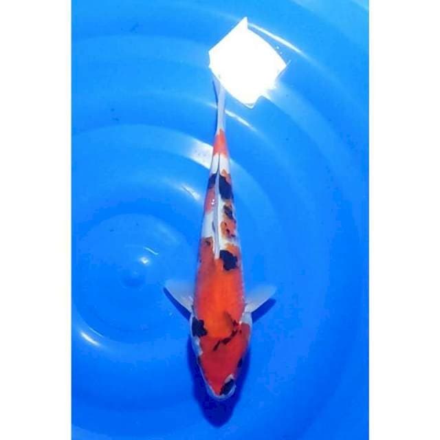 Showa Sanshoku Tategoi Original 29cm (F)