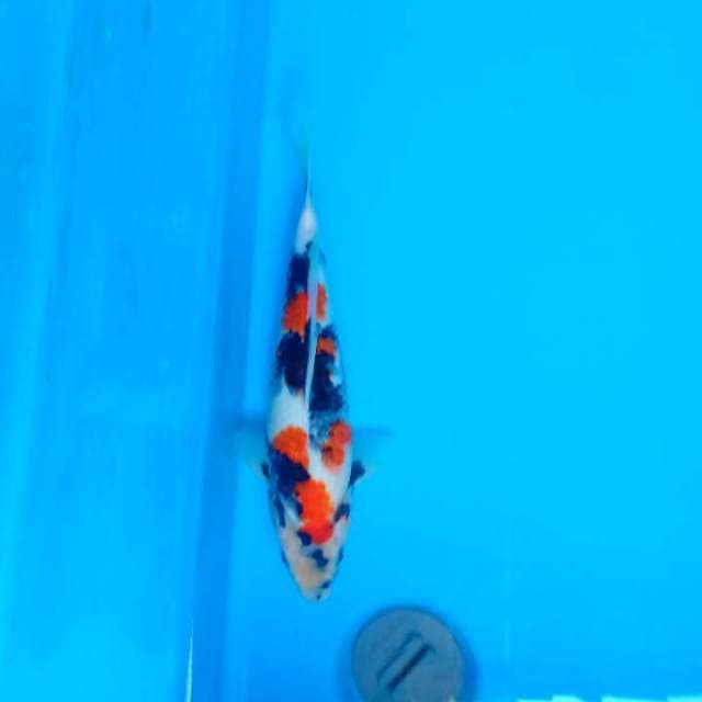 Showa