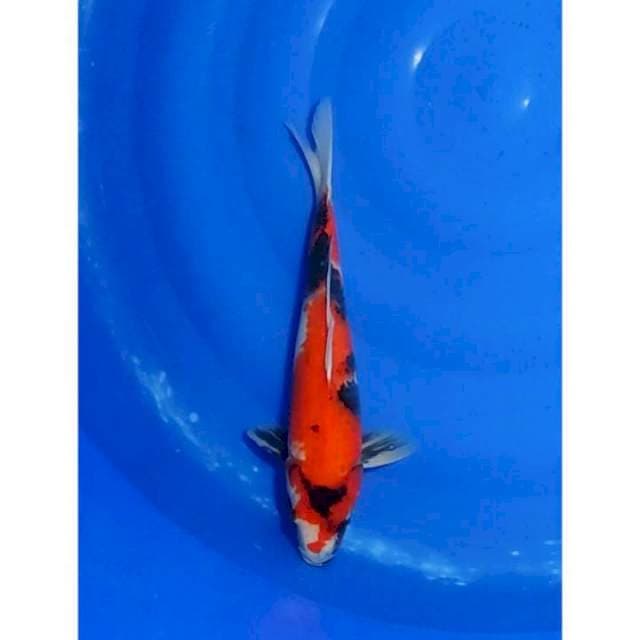 Showa Sanshoku Motogoro Original 34cm (F)