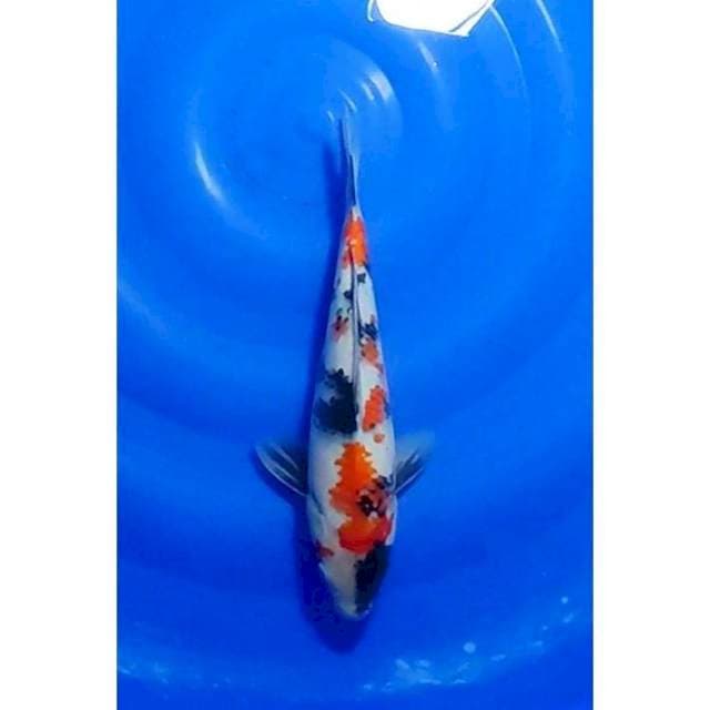 Kindai Showa Original Patern 31cm (F)