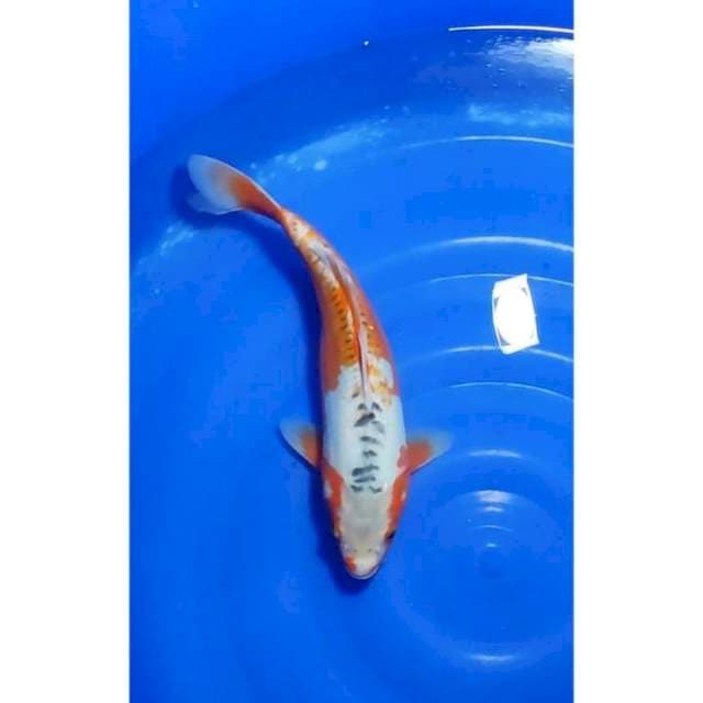 Sushui Moto-aka Seimbang 36cm (F)