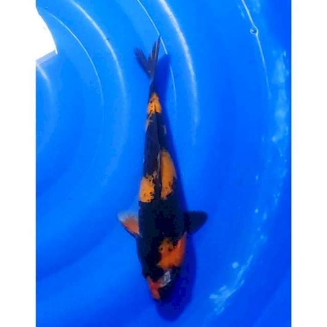 Hi Showa Sumi Strong 27cm (F)