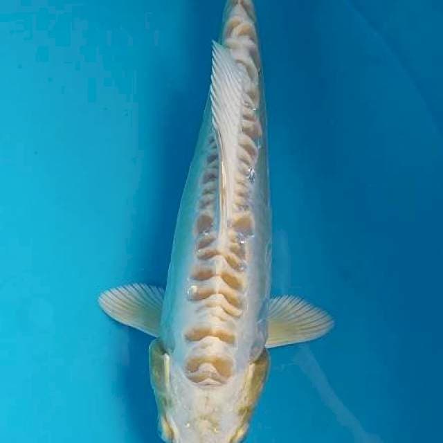 KikoKuryu size 24cm