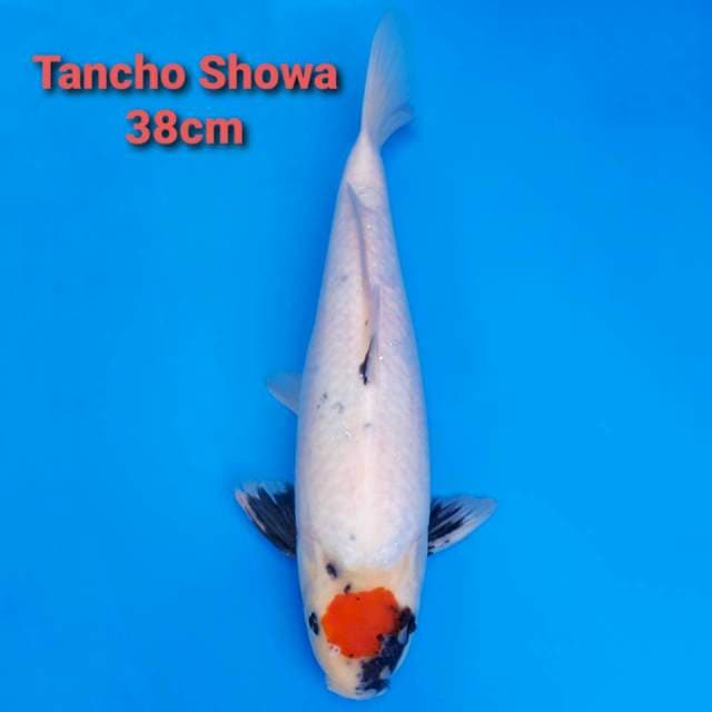 F1 Tancho Showa Punuk ( sirip depan melipat)