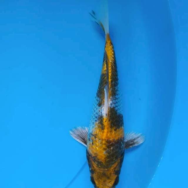 kinShowa Gindrin size 20cm