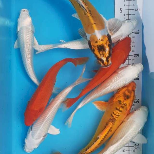 Mix 22-27cm