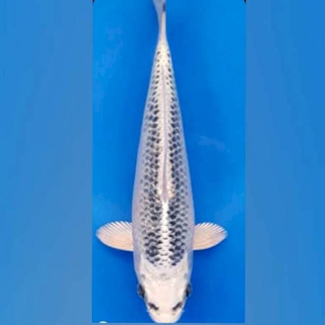 Gin Matsuba impor Kaneko
