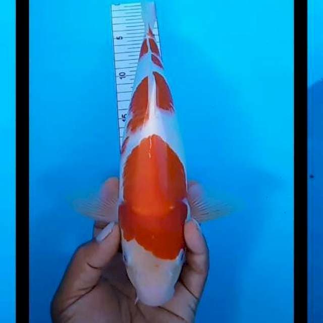 Kohakhu 33 cm