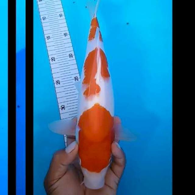 Kohakhu 35 cm