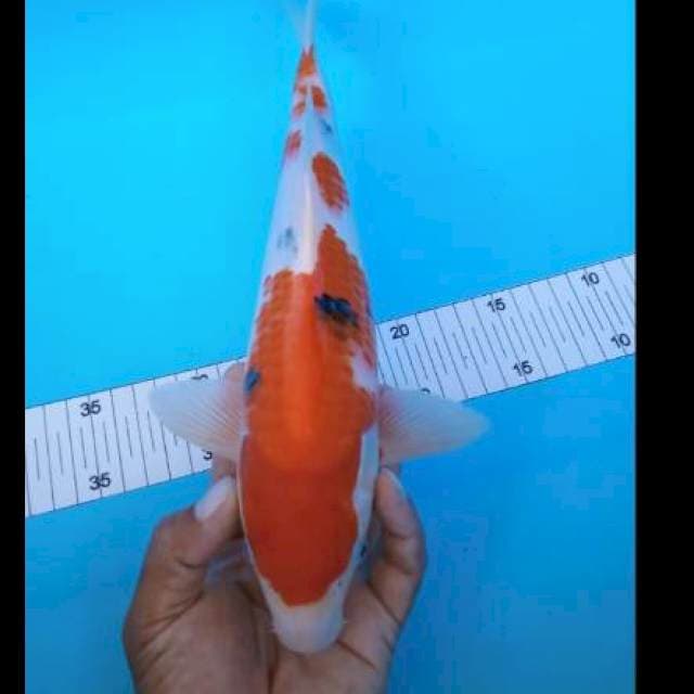 Sanke 33cm