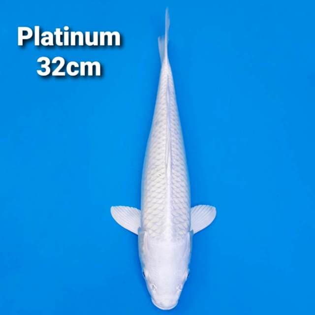 Super White Platinum 31cm