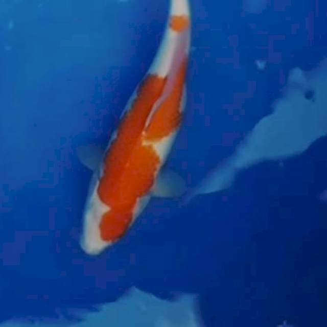 Kohaku 35cm