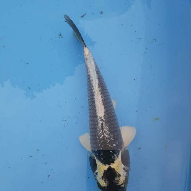 Kabuto putih