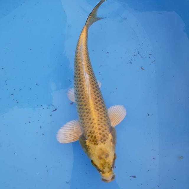 Mukasi 29 cm