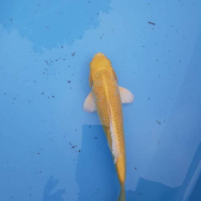 Ogon 30 cm