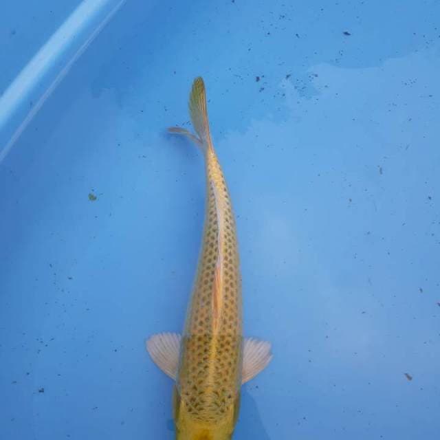 Mukasi 32 cm