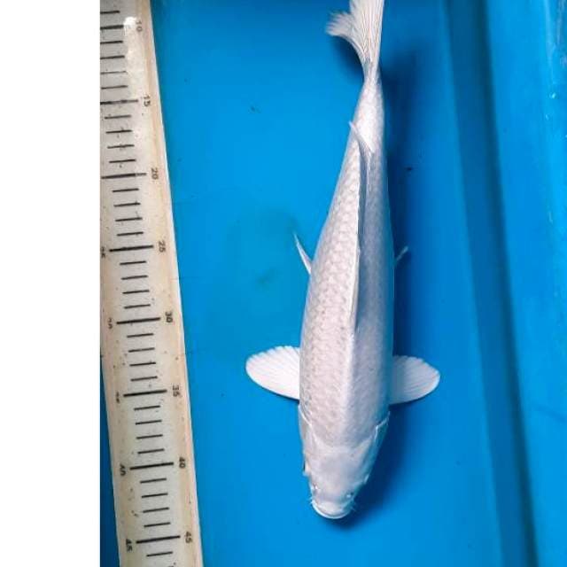 Platinum 36cm