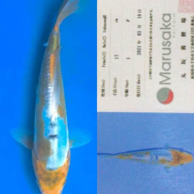 Ayawakaba 20cm Import Marusaka Koi Farm
