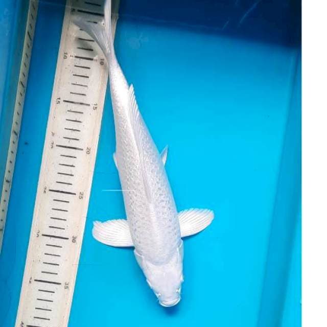 Platinum gindrin 33cm
